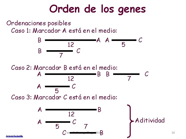 Orden de los genes Ordenaciones posibles Caso 1: Marcador A está en el medio: