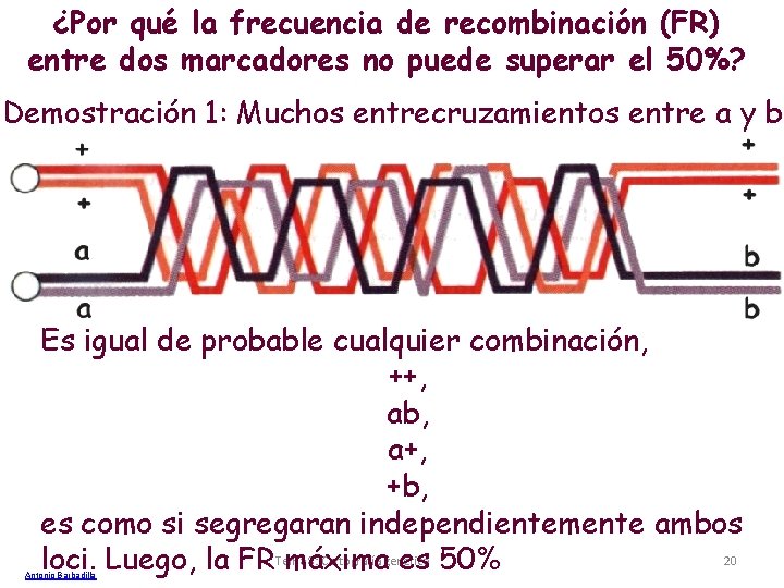¿Por qué la frecuencia de recombinación (FR) entre dos marcadores no puede superar el