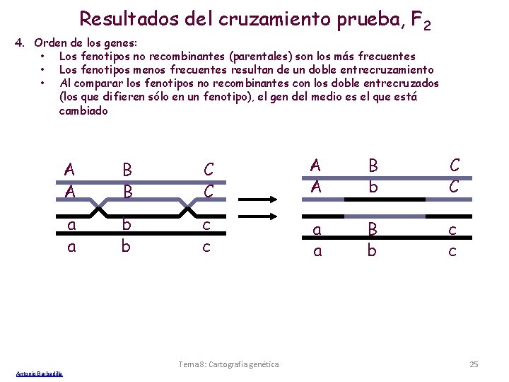 Resultados del cruzamiento prueba, F 2 4. Orden de los genes: • Los fenotipos