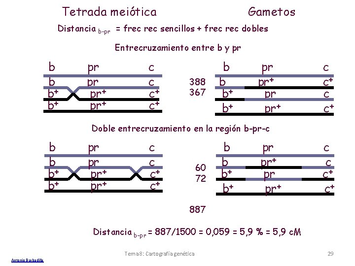 Tetrada meiótica Distancia b-pr Gametos = frec sencillos + frec dobles Entrecruzamiento entre b