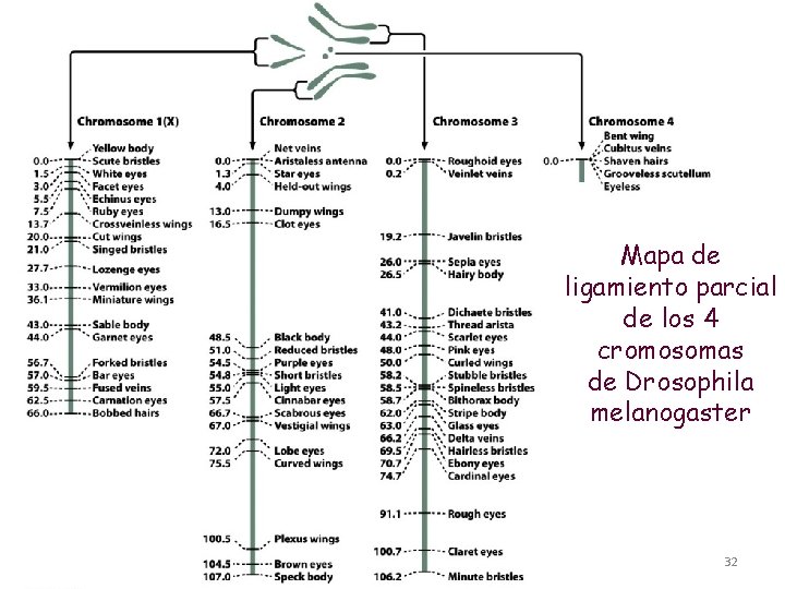 Mapa de ligamiento parcial de los 4 cromosomas de Drosophila melanogaster Tema 8: Cartografía