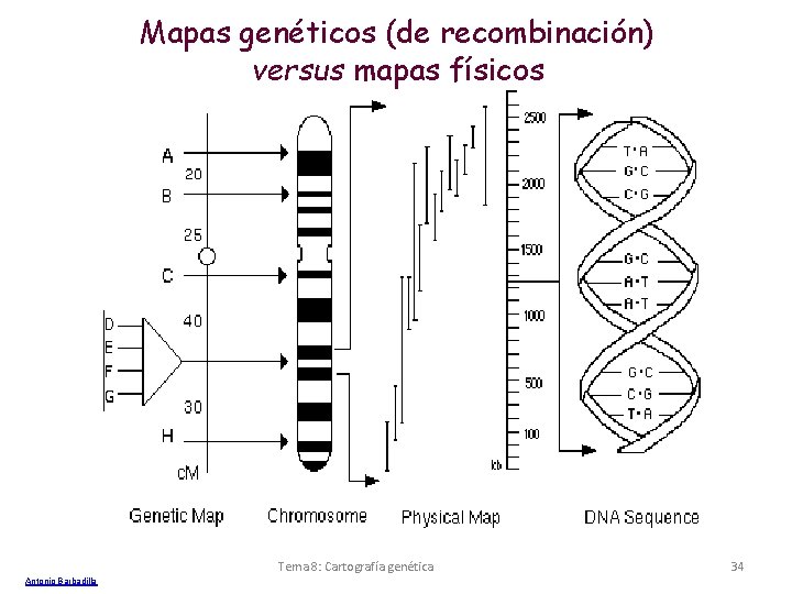 Mapas genéticos (de recombinación) versus mapas físicos Tema 8: Cartografía genética Antonio Barbadilla 34