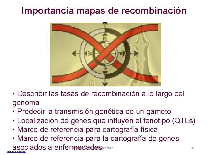 Importancia mapas de recombinación • Describir Ias tasas de recombinación a lo largo del