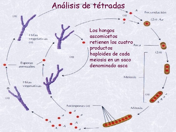 Análisis de tétradas Los hongos ascomicetos retienen los cuatro productos haploides de cada meiosis