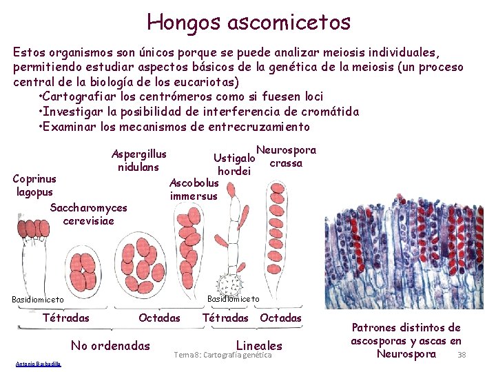 Hongos ascomicetos Estos organismos son únicos porque se puede analizar meiosis individuales, permitiendo estudiar