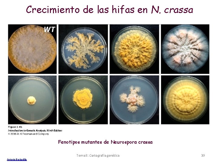 Crecimiento de las hifas en N. crassa Fenotipos mutantes de Neurospora crassa Tema 8: