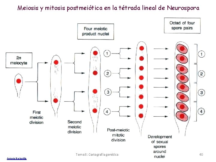Meiosis y mitosis postmeiótica en la tétrada lineal de Neurospora Tema 8: Cartografía genética