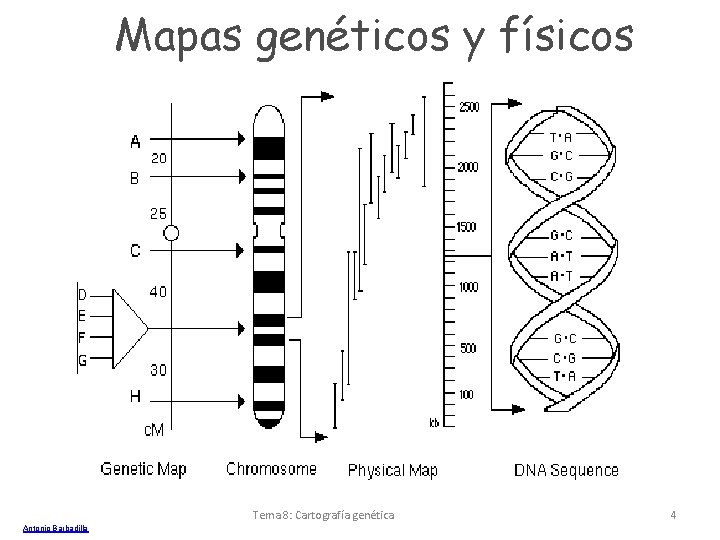 Mapas genéticos y físicos Tema 8: Cartografía genética Antonio Barbadilla 4 