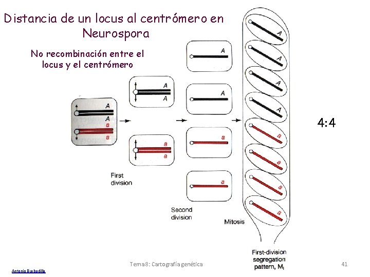 Distancia de un locus al centrómero en Neurospora No recombinación entre el locus y