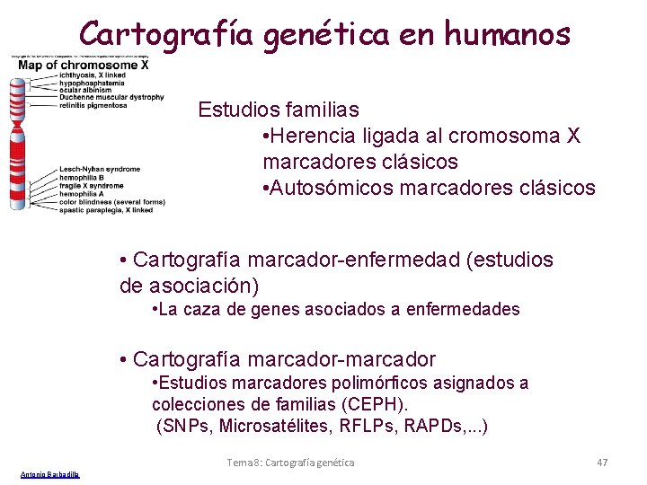 Cartografía genética en humanos Estudios familias • Herencia ligada al cromosoma X marcadores clásicos