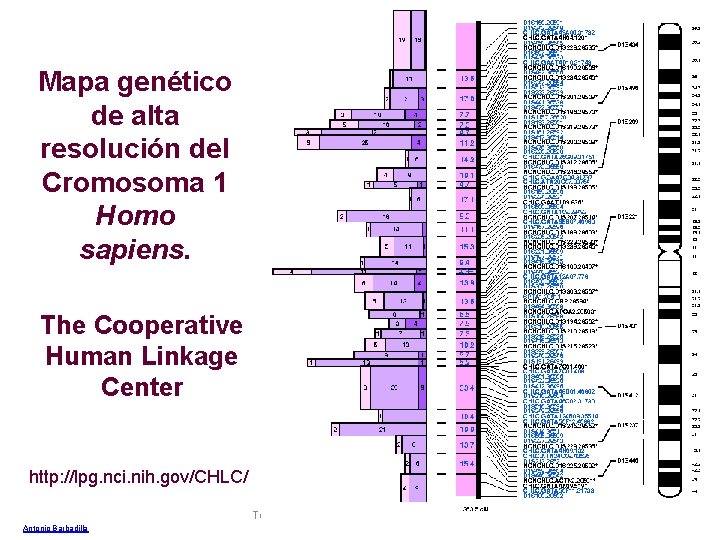 Mapa genético de alta resolución del Cromosoma 1 Homo sapiens. The Cooperative Human Linkage