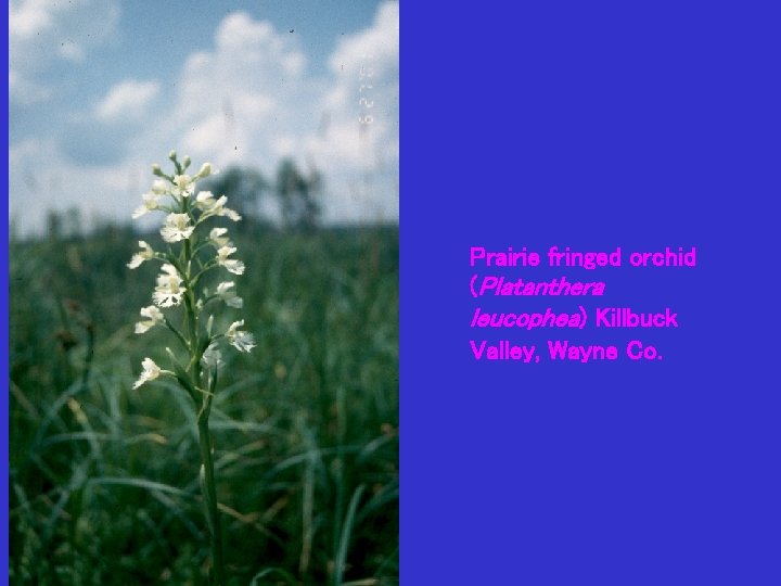 Prairie fringed orchid (Platanthera leucophea) Killbuck Valley, Wayne Co. 