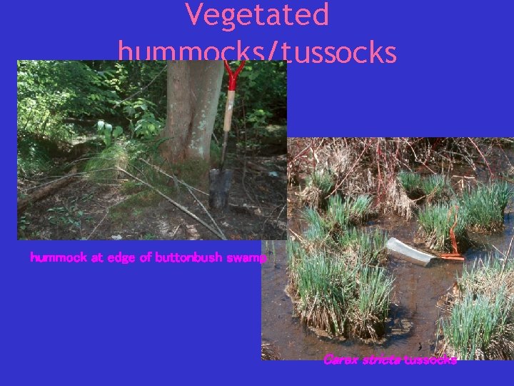 Vegetated hummocks/tussocks hummock at edge of buttonbush swamp Carex stricta tussocks 