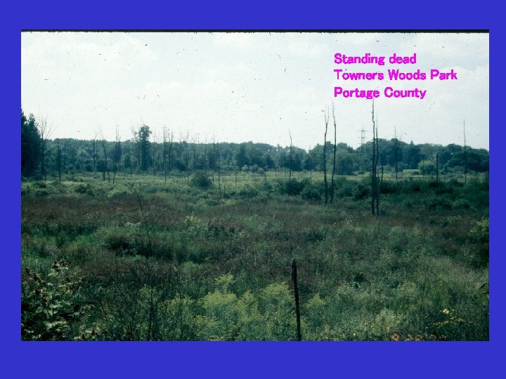 Standing dead Towners Woods Park Portage County 