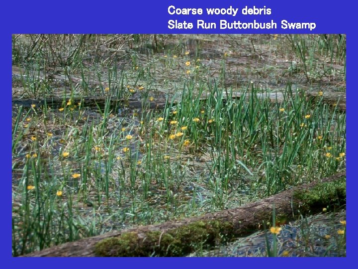 Coarse woody debris Slate Run Buttonbush Swamp 