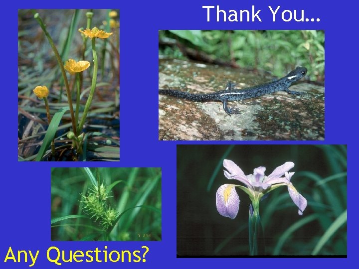 Thank You… Any Questions? 