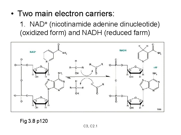  • Two main electron carriers: 1. NAD+ (nicotinamide adenine dinucleotide) (oxidized form) and