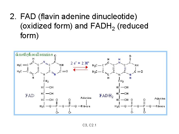 2. FAD (flavin adenine dinucleotide) (oxidized form) and FADH 2 (reduced form) C 3,