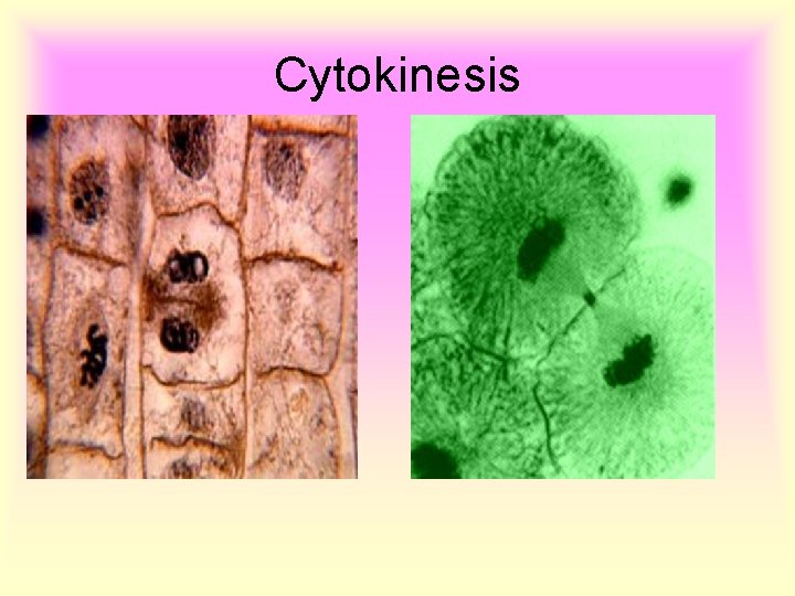 Cytokinesis 