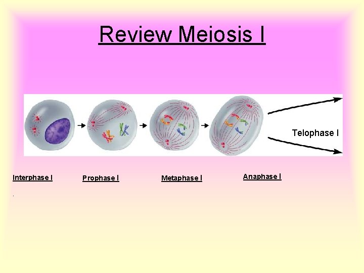 Review Meiosis I Telophase I Interphase I. Prophase I Metaphase I Anaphase I 