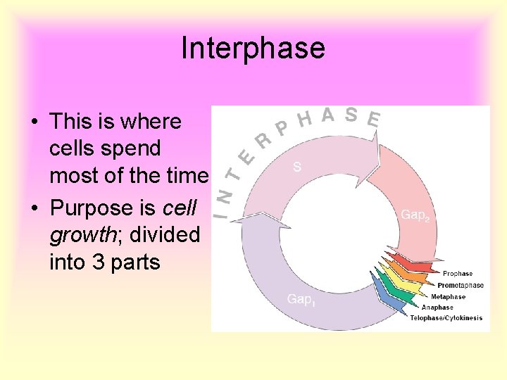 Interphase • This is where cells spend most of the time • Purpose is