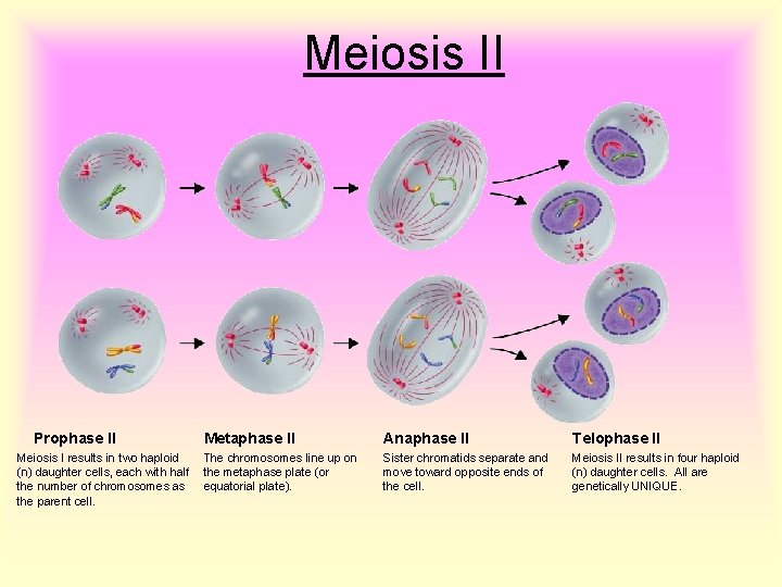 Meiosis II Prophase II Meiosis I results in two haploid (n) daughter cells, each