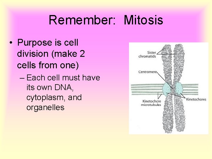 Remember: Mitosis • Purpose is cell division (make 2 cells from one) – Each