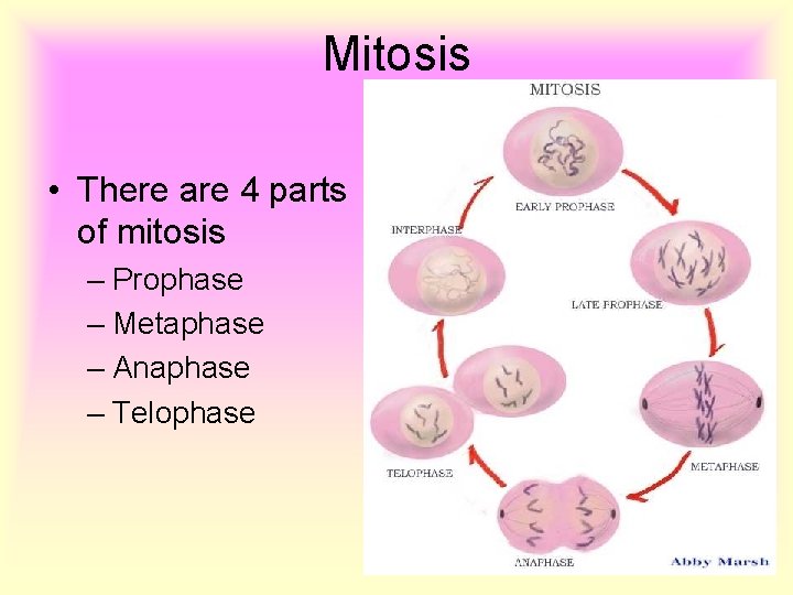 Mitosis • There are 4 parts of mitosis – Prophase – Metaphase – Anaphase