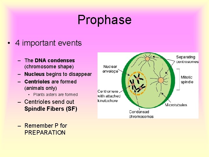 Prophase • 4 important events – The DNA condenses (chromosome shape) – Nucleus begins