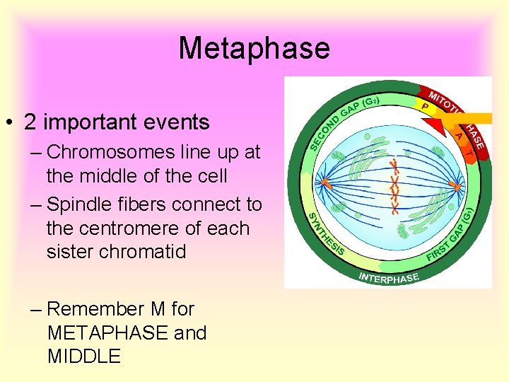 Metaphase • 2 important events – Chromosomes line up at the middle of the