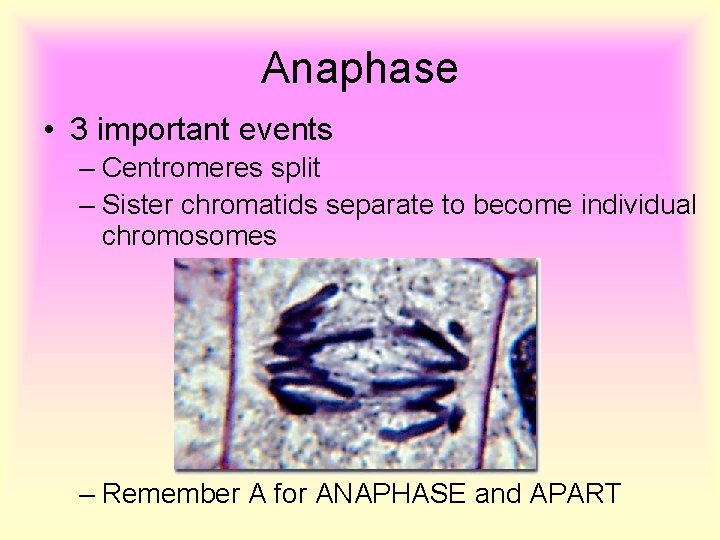 Anaphase • 3 important events – Centromeres split – Sister chromatids separate to become