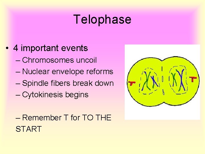 Telophase • 4 important events – Chromosomes uncoil – Nuclear envelope reforms – Spindle