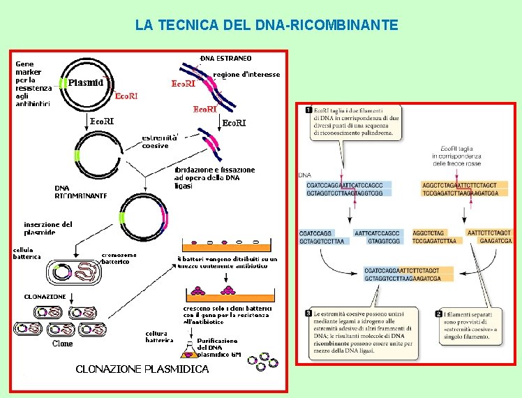 LA TECNICA DEL DNA-RICOMBINANTE 