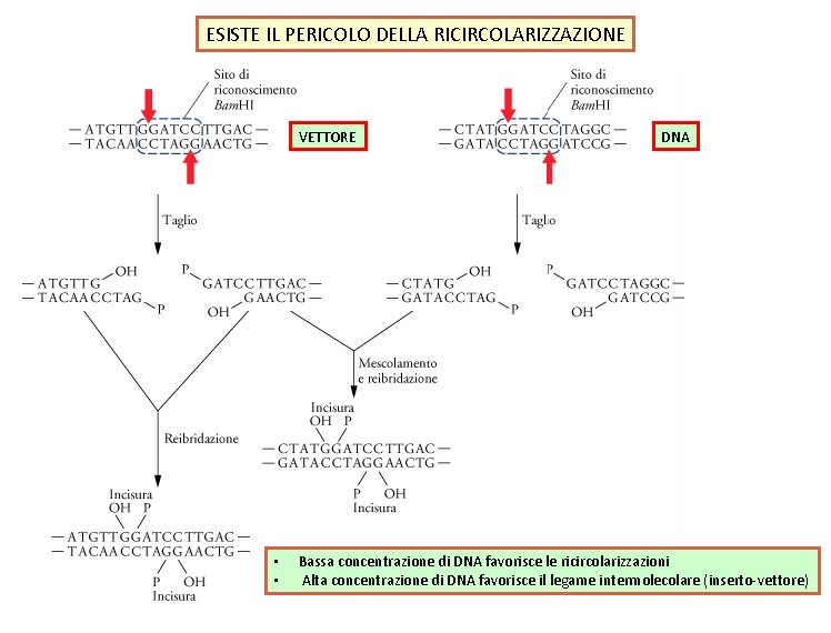 ESISTE IL PERICOLO DELLA RICIRCOLARIZZAZIONE VETTORE • • DNA Bassa concentrazione di DNA favorisce