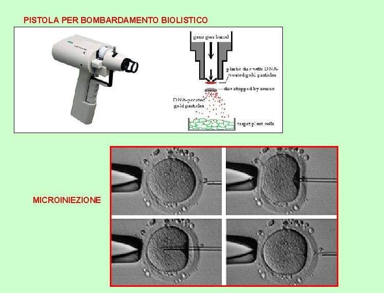 PISTOLA PER BOMBARDAMENTO BIOLISTICO MICROINIEZIONE 