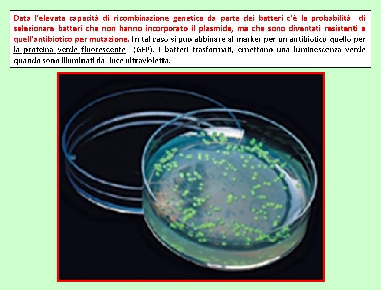 Data l’elevata capacità di ricombinazione genetica da parte dei batteri c’è la probabilità di