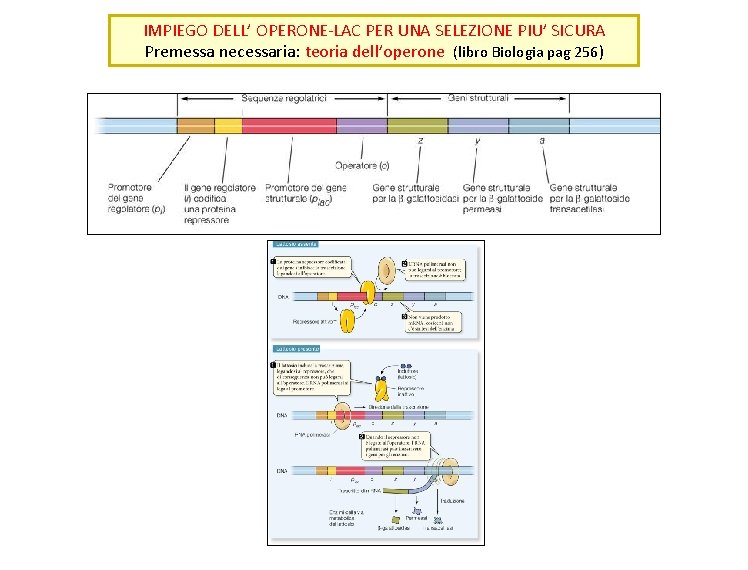 IMPIEGO DELL’ OPERONE-LAC PER UNA SELEZIONE PIU’ SICURA Premessa necessaria: teoria dell’operone (libro Biologia