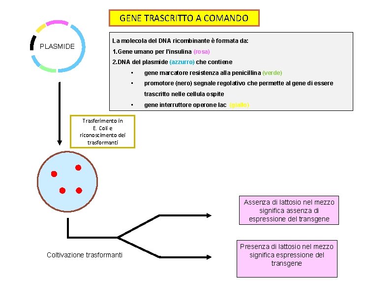 GENE TRASCRITTO A COMANDO PLASMIDE La molecola del DNA ricombinante è formata da: 1.