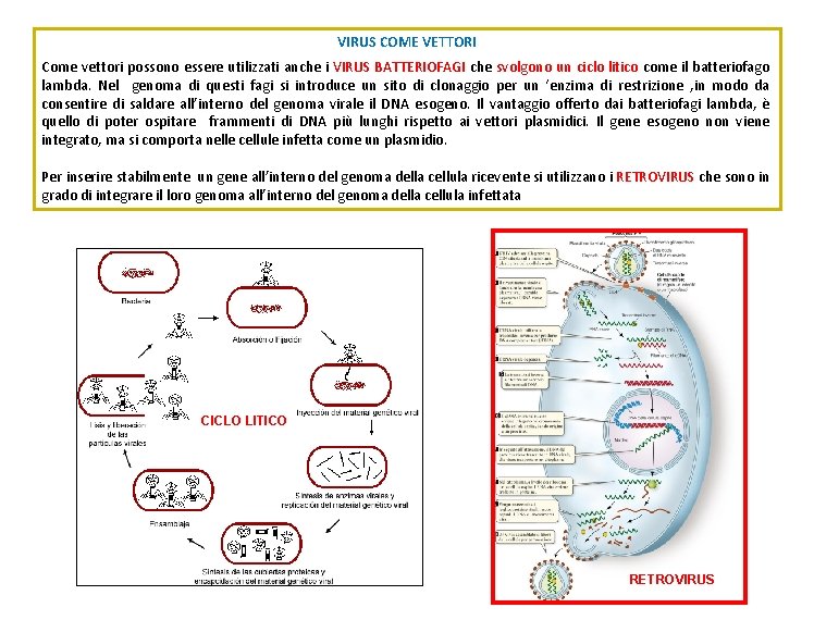 VIRUS COME VETTORI Come vettori possono essere utilizzati anche i VIRUS BATTERIOFAGI che svolgono