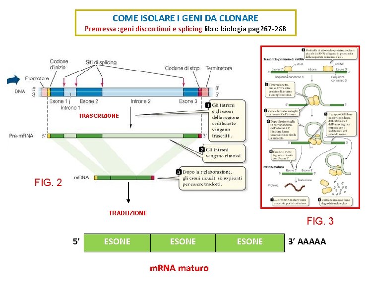 COME ISOLARE I GENI DA CLONARE Premessa : geni discontinui e splicing libro biologia