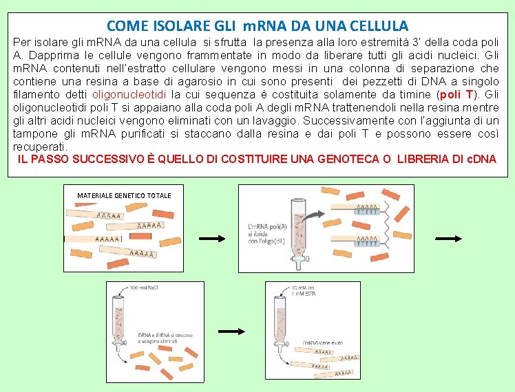 COME ISOLARE GLI m. RNA DA UNA CELLULA Per isolare gli m. RNA da