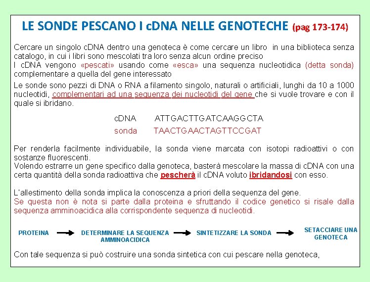 LE SONDE PESCANO I c. DNA NELLE GENOTECHE (pag 173 -174) Cercare un singolo