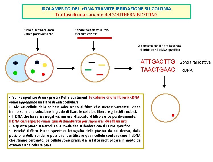 ISOLAMENTO DEL c. DNA TRAMITE IBRIDAZIONE SU COLONIA Trattasi di una variante del SOUTHERN