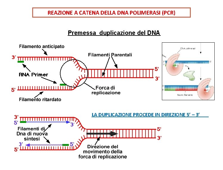 REAZIONE A CATENA DELLA DNA POLIMERASI (PCR) Premessa duplicazione del DNA LA DUPLICAZIONE PROCEDE