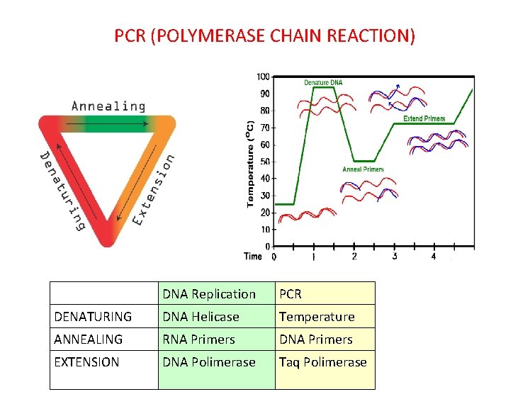 PCR (POLYMERASE CHAIN REACTION) DNA Replication PCR DENATURING DNA Helicase Temperature ANNEALING RNA Primers