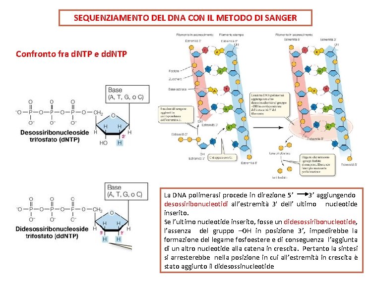 SEQUENZIAMENTO DEL DNA CON IL METODO DI SANGER Confronto fra d. NTP e dd.