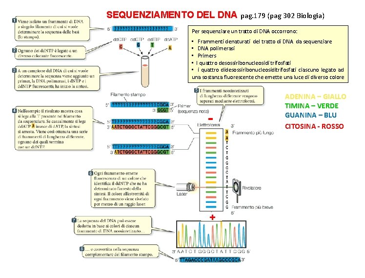 SEQUENZIAMENTO DEL DNA pag. 179 (pag 302 Biologia) Per sequenziare un tratto di DNA