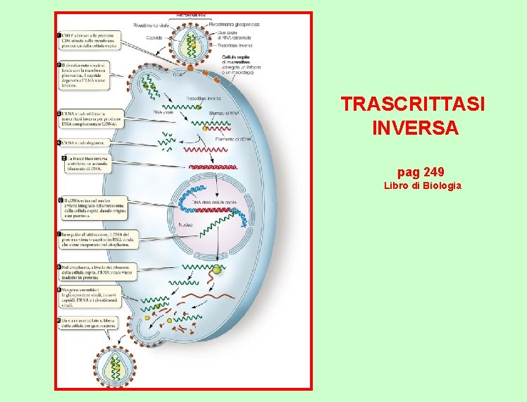 TRASCRITTASI INVERSA pag 249 Libro di Biologia 