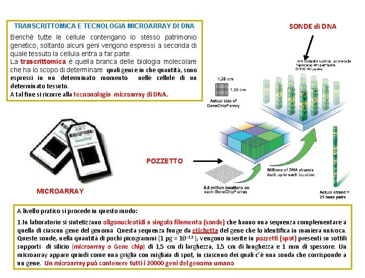 TRANSCRITTOMICA E TECNOLOGIA MICROARRAY DI DNA SONDE di DNA Benché tutte le cellule contengano