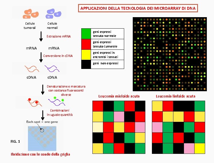 APPLICAZIONI DELLA TECNOLOGIA DEI MICROARRAY DI DNA Cellule tumorali Cellule normali Estrazione m. RNA
